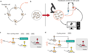 There are two main parameters under feedback control: Automatic Synchronisation Of The Cell Cycle In Budding Yeast Through Closed Loop Feedback Control Nature Communications