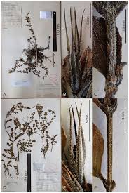 Image result for Dyschoriste radicans