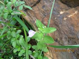 Image result for Afrohybanthus afer