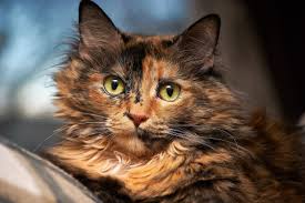 If your cat is eating less but seems to be bulking up, take a trip to the vet, says rocha. Pancreatic Cancer In Cats Signs Symptoms Canna Pet