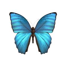 Butterfly 3d Model 3d Model Low Poly 3d Models Butterfly