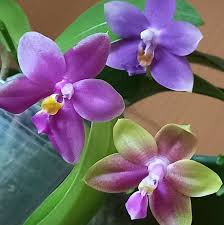 Image result for Emilia violacea