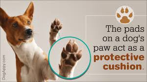 Anatomy Of A Dogs Paw With A Labeled Diagram