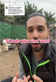 Que Le Dijo El Gallo A La Gallina