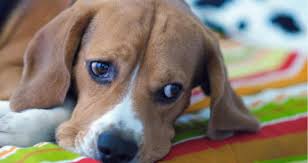 Vomiting of bile that occurs in the morning can be an indication of a more rare disorder, bilious vomiting syndrome (bvs). Why Is My Dog Throwing Up At Night Only Petcoach