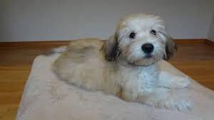 Search for dachshund rescue dogs for adoption near seattle, washington. Non Shedding Bichon Family Of Dogs Cute Havanese Puppies Available For Sale In Portland Oregon Classified Americanlisted Com