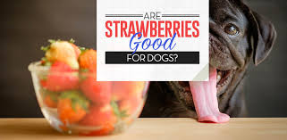 Jun 18, 2021 · can dogs eat strawberries? Strawberries For Dogs 101 Can Dogs Eat Strawberries