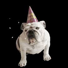 Maybe you would like to learn more about one of these? Happy Bulldog Gifs Tenor