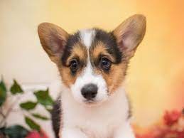 She is a darker colored sable than her brother clint. Visit Our Pembroke Welsh Corgi Puppies For Sale Near Fountain Colorado