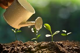 Cell growth of plant and animal. 4 Plant Growth Factors That Affect All Plants Lovetoknow