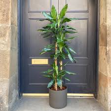 Image result for Dracaena steudneri