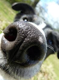 Funkysafari Dog Nose Animal Noses Cute Funny Animals