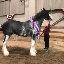 Check spelling or type a new query. Armageddon Clydesdales Home Facebook