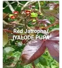 Image result for Scorodophloeus zenkeri