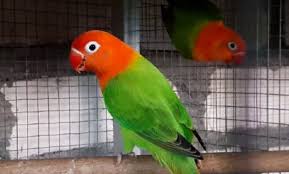 Download lagu suara burung lovebird pasjo (5.4mb) dan streaming kumpulan lagu suara hasil diatas adalah hasil pencarian dari anda suara burung lovebird pasjo mp3 dan menurut kami. Daftar Harga Burung Lovebird Terbaru 2021 Lengkap Semua Jenis Kicaumania Net