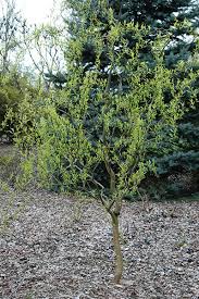 Image result for Salix