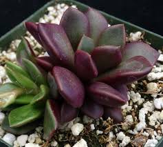 Image result for Anacampseros rhodesica