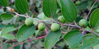 Buah ini memiliki beberapa senyawa antioksidan yang baik. 10 Manfaat Daun Bidara Bagi Kesehatan Tanaman Herbal Yang Disebut Dalam Al Quran Merdeka Com