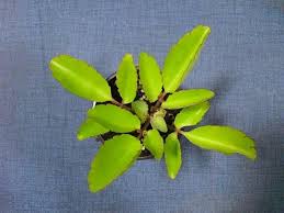 Image result for Kalanchoe crenata