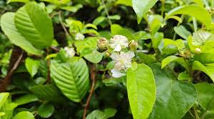 Image result for Tetracera