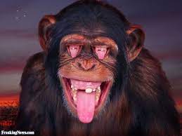 Monkey Mouth Eyes Funny Monkey Pictures Monkeys Funny Monkey Pictures