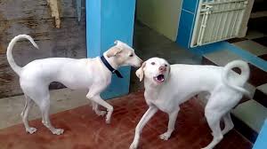 Rajapalayam Dog Rajapalayam Dogs Guarding And Barking Youtube 7339081235for any doubts please give your comments below.share this video with. rajapalayam dog rajapalayam dogs guarding and barking