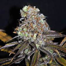 1,873 likes · 1 talking about this. Cbd Critical Mass Feminised Cbd Crew Cannabis Seeds