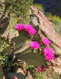 During the winter, you should reduce watering to only about once a month—just enough to keep the plant from shriveling up—and move your cactus to a cool spot i bought a beautiful torch cactus that was in full bloom. Sedona Wildflowers Bloom 2019