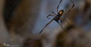 Do black widow spiders live in wisconsin? Second Northern Black Widow Found In Brown County Wisconsin Public Radio