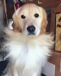 Beautiful dog with black eye susans blooming. I M Perfect Golden Retriever Funny Dog Gifs Dog Animation