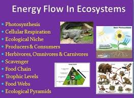 Energy Flow In Ecosystems Ecology Powerpoint Lesson Notes And Activity Package