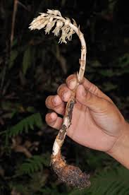 Image result for Epipogium roseum