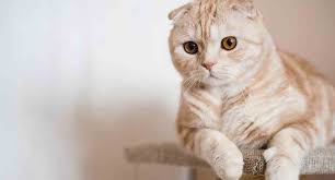 We will go over how to search for your cat's breed on the internet. 10 Most Expensive Cat Breeds In The World