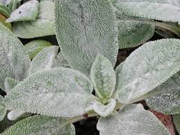 Lamb's ears can be an aggressive spreader and can become invasive in some areas. A Pagan S Journey Into Herbalism The Garden Lamb S Ear