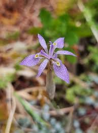 Image result for Moraea simulans
