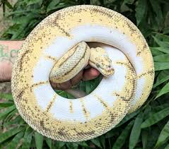 Jonathan Skedd | Pastel Pinstripe Spider Ball Python Female 1218g Has some  wobble! Eating frozen thawed medium rats! Going up on the Olympian  Exotics... | Instagram