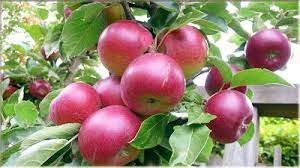  Gambar Wallpaper Apel Fuji Pohon Buah Taman Buah Buah