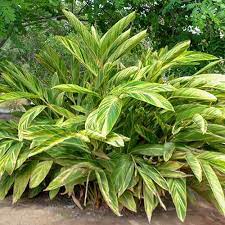 Find more stores near me >. Alpinia Zerumbet Shell Ginger Australian Plants Online