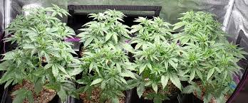 For use on all grass types, reach for scotts® turf builder® starter® food for new grass, which helps grass grow up to 70 percent thicker and 35 percent more quickly (vs. Grow Weed Easy Learn How To Grow Cannabis With Simple Tutorials