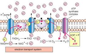 Chemiosmotic Theory Biology Junction