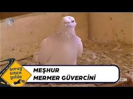 Afyon Meshur Mermer Guvercini Soray Uzun Yolda Youtube 2020 Youtube Kus