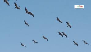 Why Do Birds Fly South For The Winter Joke The Migratory Demoiselle Crane Thar Desert Rajasthan These Birds Have The Toughest Migration The Asian Demoiselle Cranes Migratory Birds Crane Fly Asia
