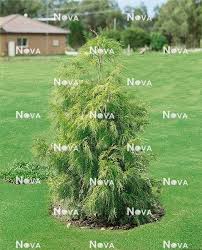 Image result for Cupressus funebris
