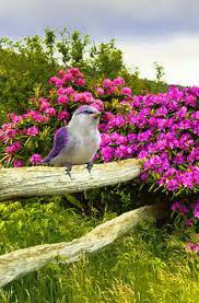 Bird Is The Word Gif With Sound Https Encrypted Tbn0 Gstatic Com Images Q Tbn 3aand9gcqsipjpjcjnldlxwfz7ipudggma7kfxzsdxng Usqp Cau