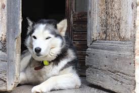Owners desire puppies that resemble siberian huskies. How Much Do Huskies Cost Price Of Huskies Petslok