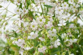 Bewertet mit 4.52 von 5, basierend auf 27 kundenbewertungen. Teppich Schleierkraut Filou White Gypsophila Repens Filou White Gunstig Online Kaufen