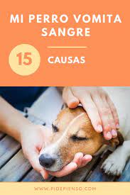 Mi Perro Vomita Sangre Perros Sangre Fresca Sangre