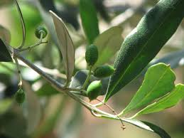 Check spelling or type a new query. Ù…Ø§Ø°Ø§ ÙŠØ¹Ù†ÙŠ Ø§Ù„Ø®Ø· Ø§Ù„ÙØ§ØªØ­ ÙÙŠ Ø§Ø®ØªØ¨Ø§Ø± Ø§Ù„Ø­Ù…Ù„ Ø§Ù„Ù…Ù†Ø²Ù„ÙŠ Ø£Ù†Ø§ Ø³Ù„ÙˆÙ‰ Ø§Ù†Ø§ Ø³Ù„ÙˆÙ‰ Anasalwa