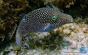 Image result for Zornia punctatissima