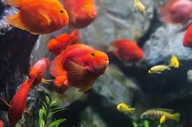 When they grow older, the color changes and returns to its original. Complete Blood Parrot Cichlid Care Guide The Unique Hybrid Fishkeeping World
